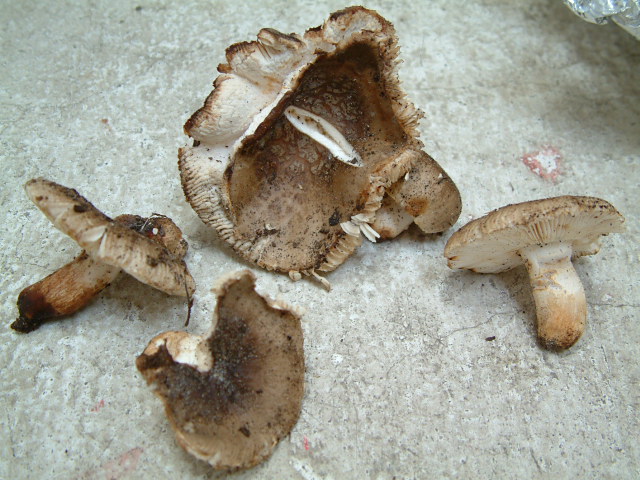 Russula isignis